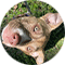 Alt Image